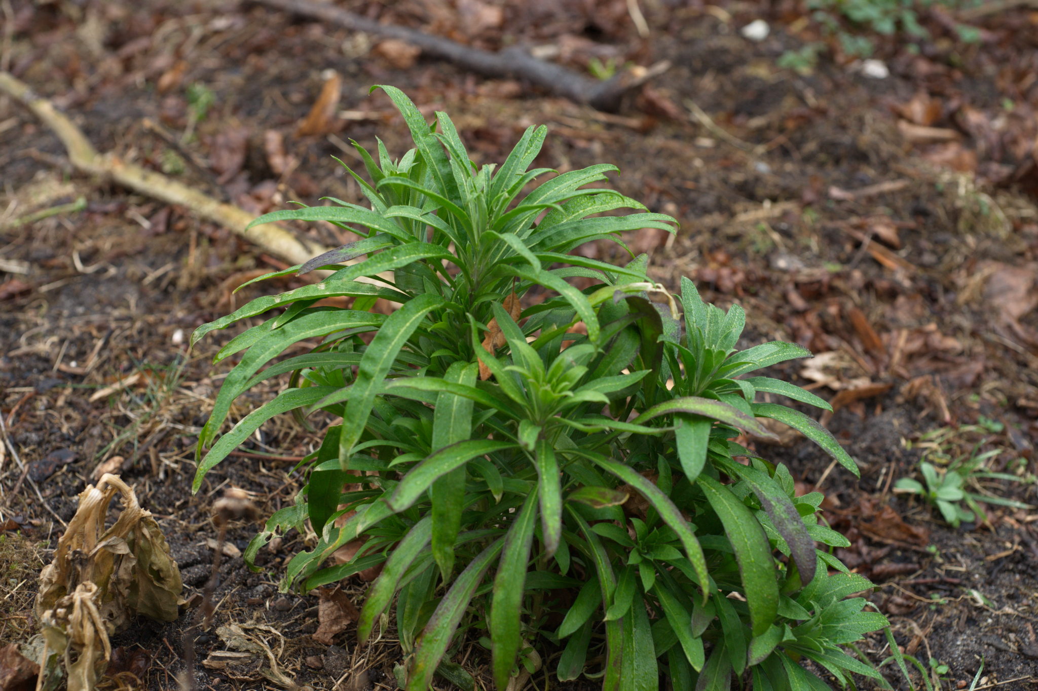 20210228  Gruen(t)raumHeimfeld 004